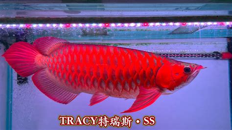 辣椒紅龍|聊聊如何選購紅龍魚及分清血紅龍和辣椒紅